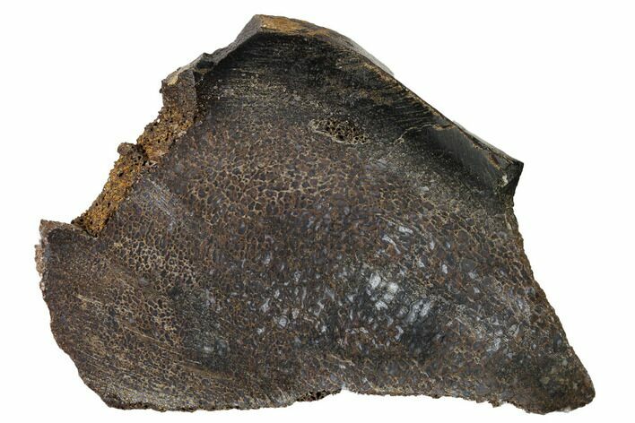 Polished Dinosaur Bone (Gembone) Slab - Utah #151497
